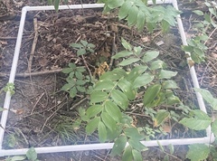 Polygonatum biflorum