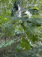 Quercus michauxii