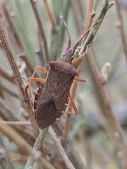 Gonocerus acuteangulatus