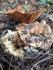 Russula brevipes