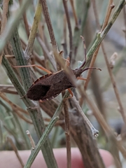 Gonocerus acuteangulatus