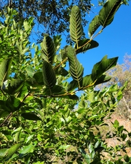 Ulmus pumila