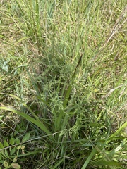 Coleataenia rigidula