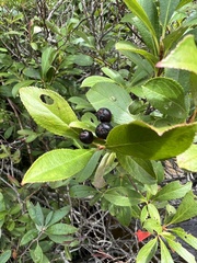 Aronia melanocarpa