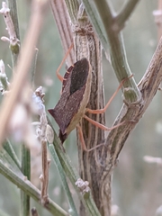 Gonocerus acuteangulatus