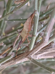 Gonocerus acuteangulatus