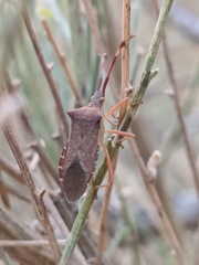 Gonocerus acuteangulatus