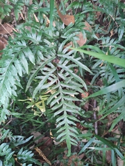 Pteris semipinnata
