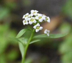 Lobularia maritima