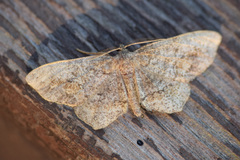 Hypagyrtis