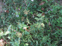 Chaerophyllum aromaticum
