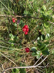 Vaccinium vitis-idaea