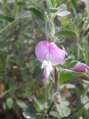 Ononis arvensis