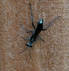 Chalybion zimmermanni