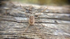 Nelima