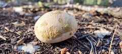Scleroderma areolatum