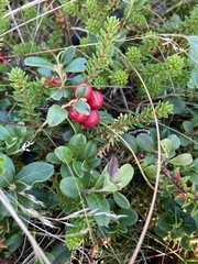 Vaccinium vitis-idaea