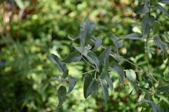 Croton