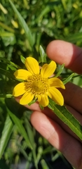 Bidens cernua