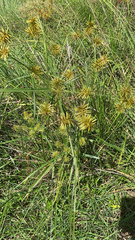 Cyperus strigosus