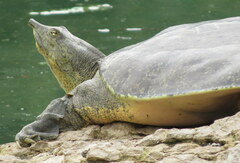 Apalone spinifera guadalupensis