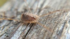 Nelima