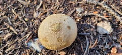Scleroderma areolatum