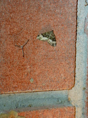 Euphyia intermediata