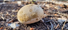 Scleroderma areolatum