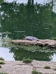 Apalone spinifera guadalupensis