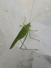 Phaneroptera falcata