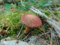 Suillus spraguei