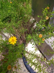 Grindelia lanceolata