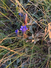 Gentiana pneumonanthe