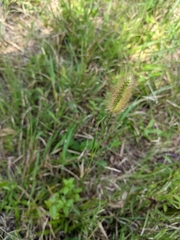 Setaria parviflora