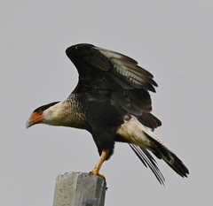 Caracara plancus