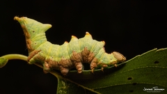 Notodonta dromedarius