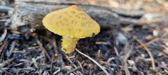 Leucocoprinus birnbaumii
