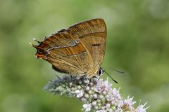 Thecla betulae