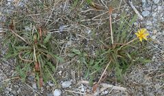 Taraxacum bessarabicum