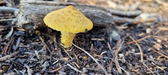 Leucocoprinus birnbaumii