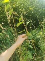 Convolvulaceae