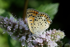 Lycaena tityrus