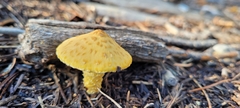 Leucocoprinus birnbaumii