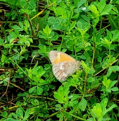 Coenonympha california
