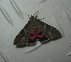 Catocala nupta