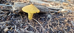 Leucocoprinus birnbaumii