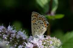Lycaena tityrus