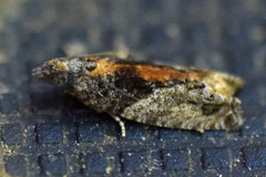 Epinotia nisella
