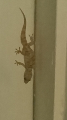 Hemidactylus turcicus